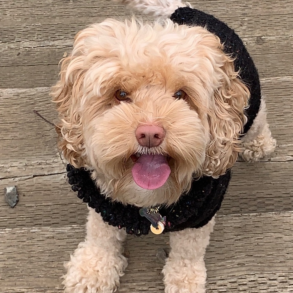 Meet your Posher, Pixie